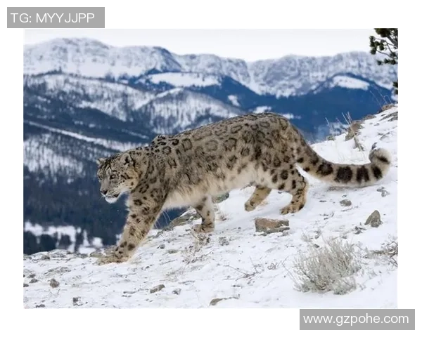 黑龙江火山鸣与新疆天山雪豹的巅峰对决探索两大自然奇观的魅力与传奇